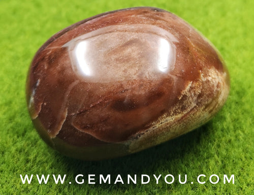 Petrified Wood Polished 63mm*49mm*34mm